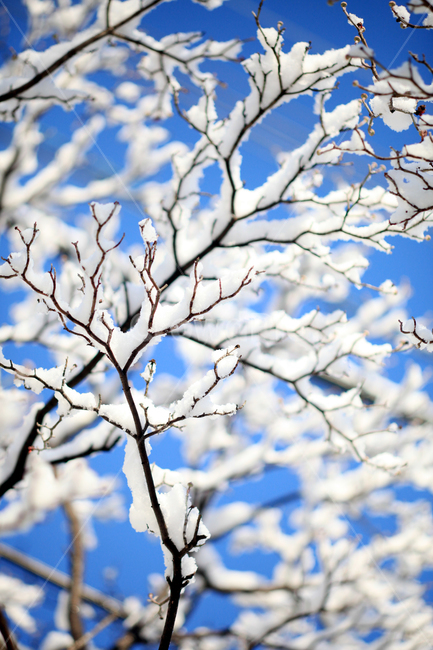 눈,겨울,나무,하늘,tree,snow,winter,겨울,계절,winter,season