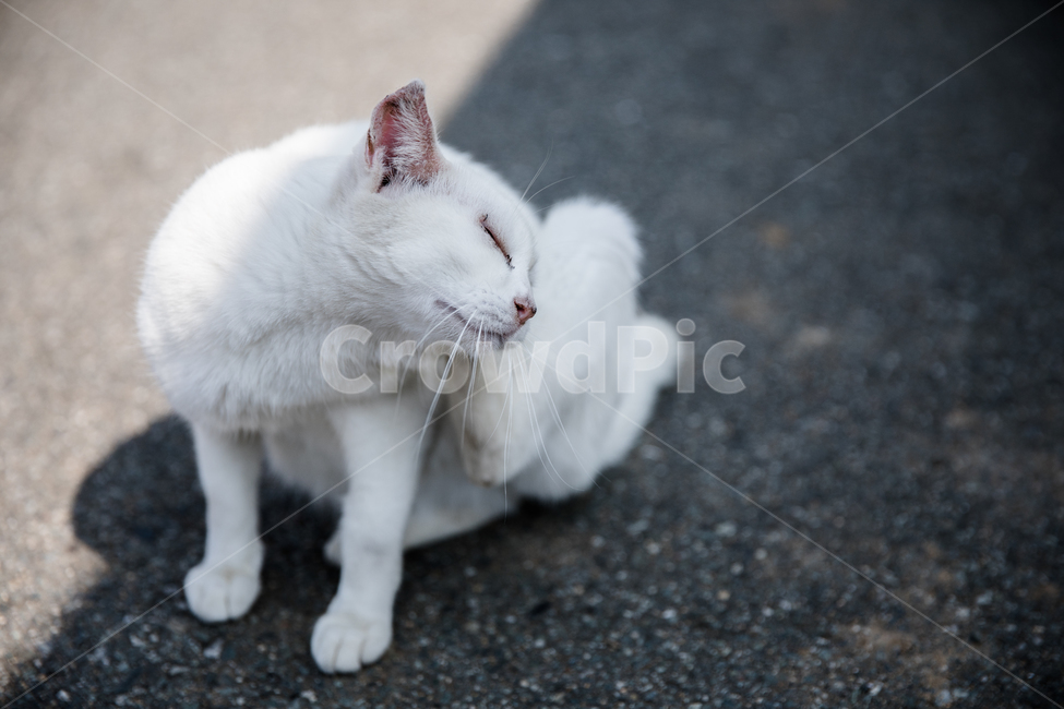 고양이,흰고양이,눈감음,길고양이,뒷발,그림자,동물,animal,포유류,mammal,고양이,cat,kitten,kitty