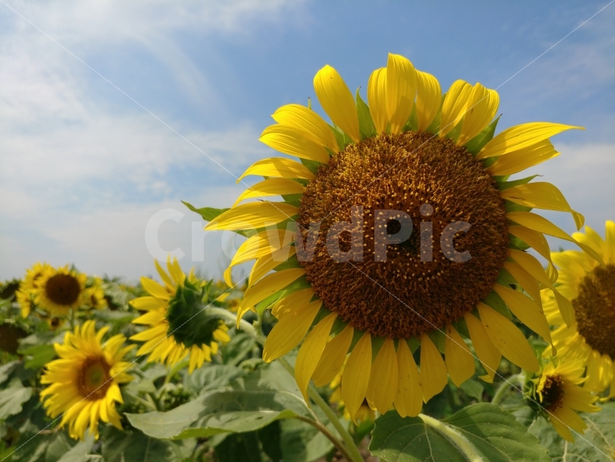 해바라기,sunflower,꽃,여름,풍경,여름,계절,summer,season,식물,자연,plants,nature,꽃,flower,plant,blossom