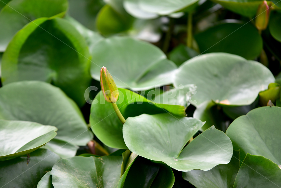 연못,연잎,연꽃,연,물풀,수련과,방패모양잎,큰잎,잎,연줄기,lotus