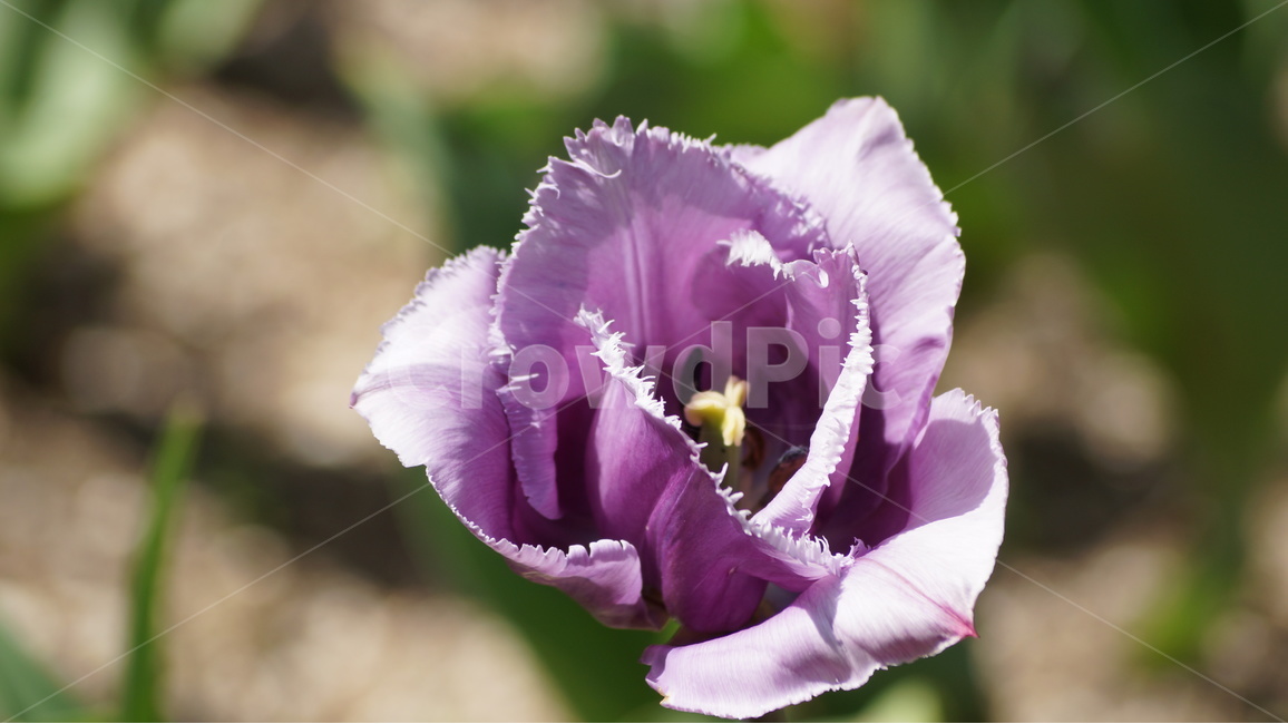 꽃,봄꽃,자연,풍경,튜울립,봄,계절,spring,season,식물,자연,plants,nature,꽃,flower,plant