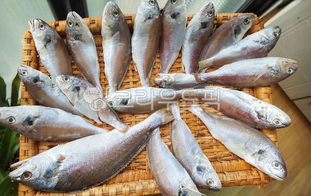 조기, 생선, fish, 물고기, sealife, 사진,이미지,일러스트,캘리그라피 - 루치아작가
