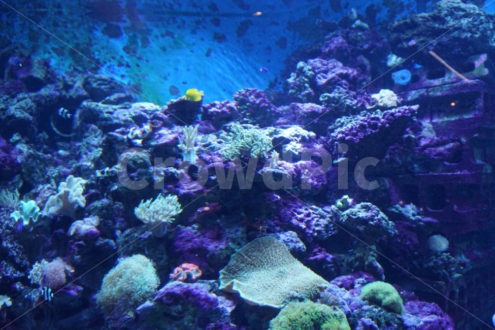 아쿠아리움,해저,바다,바다속,물고기,고래,상어,가오리,sea,강,해변,동물,animal,어류,물고기,fish