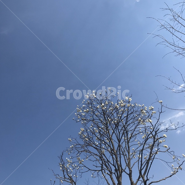 목련,하늘,봄,sky,꽃