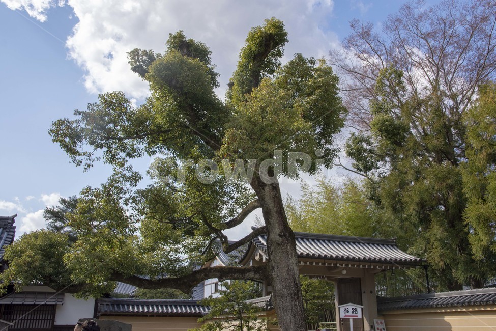 plant,식물,tree,나무,treetrunk,나무줄기