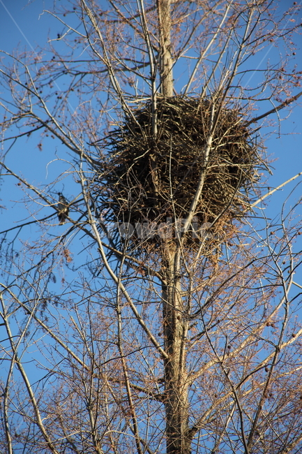 나무,까치집,둥지,wood,nest,식물,자연,plants,nature,나무,trees,wood