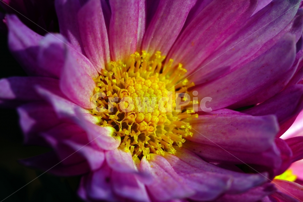 소국,국화,꽃,플라워,flower,식물,plants,자연,nature,가을,autumn,fall,계절,season,경치,풍경,landscape,가을꽃,10월,october,꽃밭,화단,감성,감성사진,느낌,분위기,스냅,스냅사진,snap,snapshot,아름다운,아름답다,예쁘다,예쁜,이쁘다,이쁜,싱싱,접사,마크로,macro,클로즈업,closeup,꽃사진,꽃잎,식물,자연,plants,nature,꽃,flower