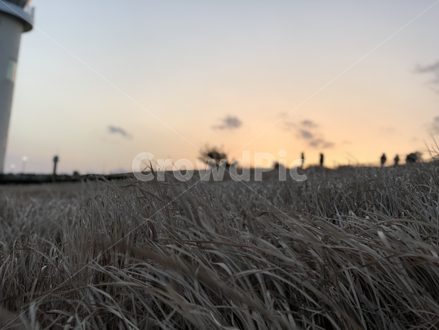 석양,갈대,노을,하늘,해안가,sunset,reed,wave,sky,bluff,구름,cloud,자연,풍경,nature,landscape,grass,잔디,plant,식물,food,음식,vegetable,야채,grain,곡물