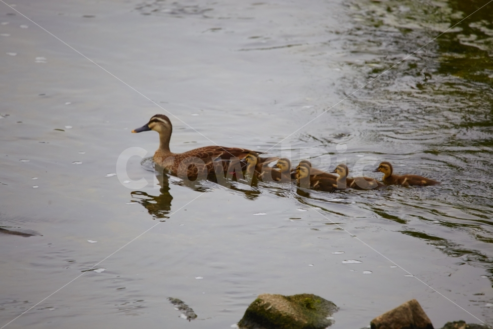 가족,오리,모성애강,중량천,오리가족,동물,animal,조류,새,birds