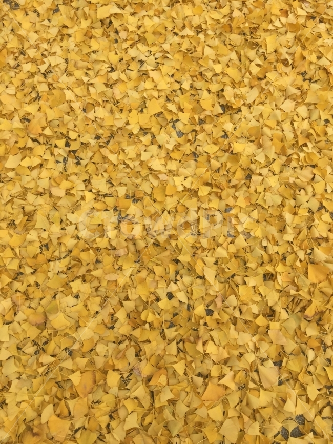 가을,낙엽,은행나무,가을풍경,풍경,가을,계절,fall,autumn,season,텍스처,질감,패턴,texture,pattern