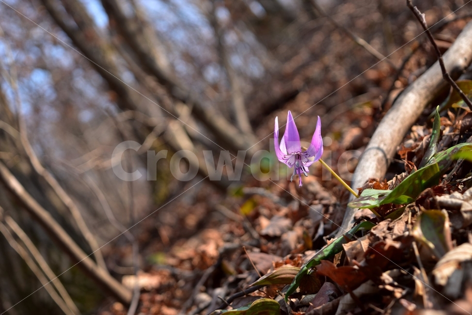 얼레지,봄,야생화,꽃,화야산,경기도,봄꽃,감성,햇살,그림자,Erythroniumjaponicum,가재무릇,백합과,얼레지속,바람난여인,질투,식물,식생,자연,식물,자연,plants,nature,꽃,flower