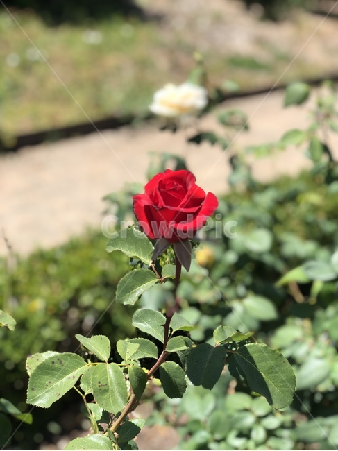 장미,꽃,정원,가든,식물,화단,봄,꽃송이,빨강,레드,정열,rose,alone,고독한,혼자,red,color,vivid,garden,beauty,beautiful