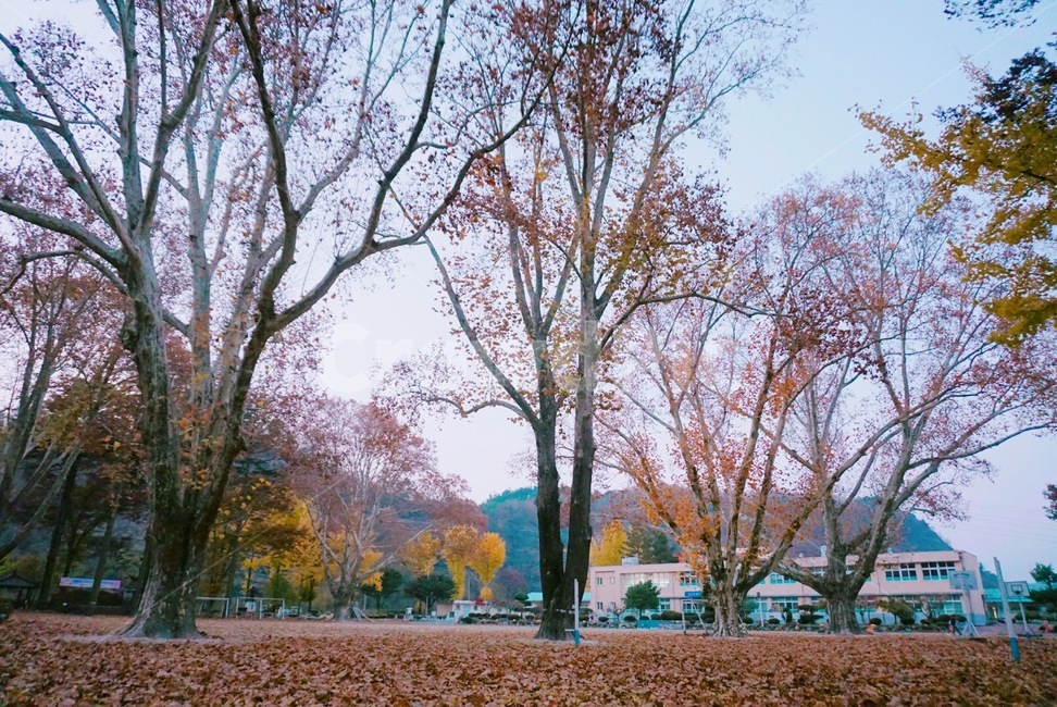 가을,나무,임고초등학교,플라타너스,100년나무,가을,계절,fall,autumn,season,tree,plant,식물,tree trunk,나무 줄기