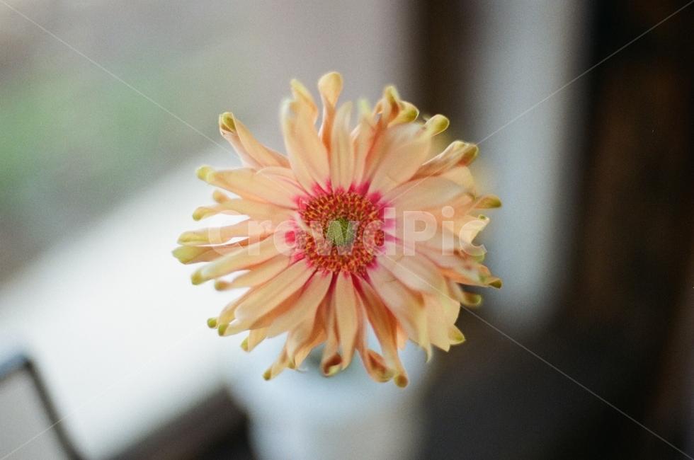 꽃,필름카메라,필카,주황색꽃,식물,화분,주황색