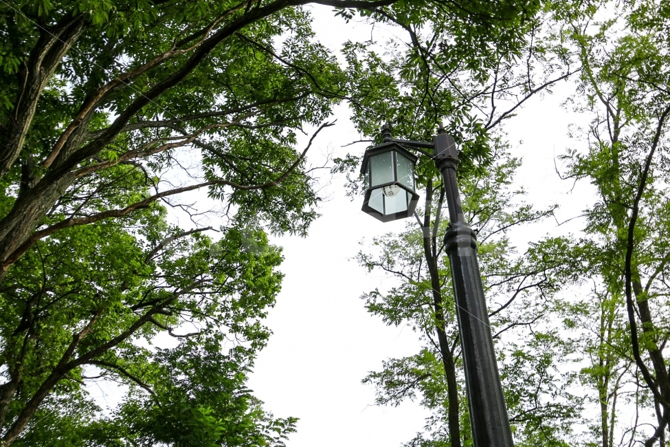 가로등,불빛,하늘,자연,나무,자연,풍경,nature,landscape,lamp post,램프 포스트