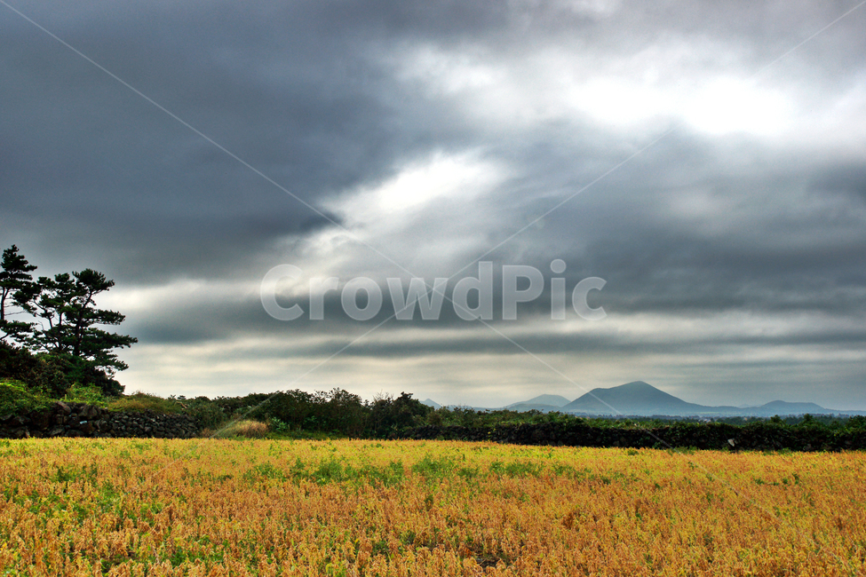 제주,콩밭,구좌읍,제주오름,제주밭,제주풍광,자연,풍경,nature,landscape,한국자연풍경,한국자연경관,korea nature landscape,제주도,jeju,jeju island,outdoors,옥외,grassland,목초지,field,들