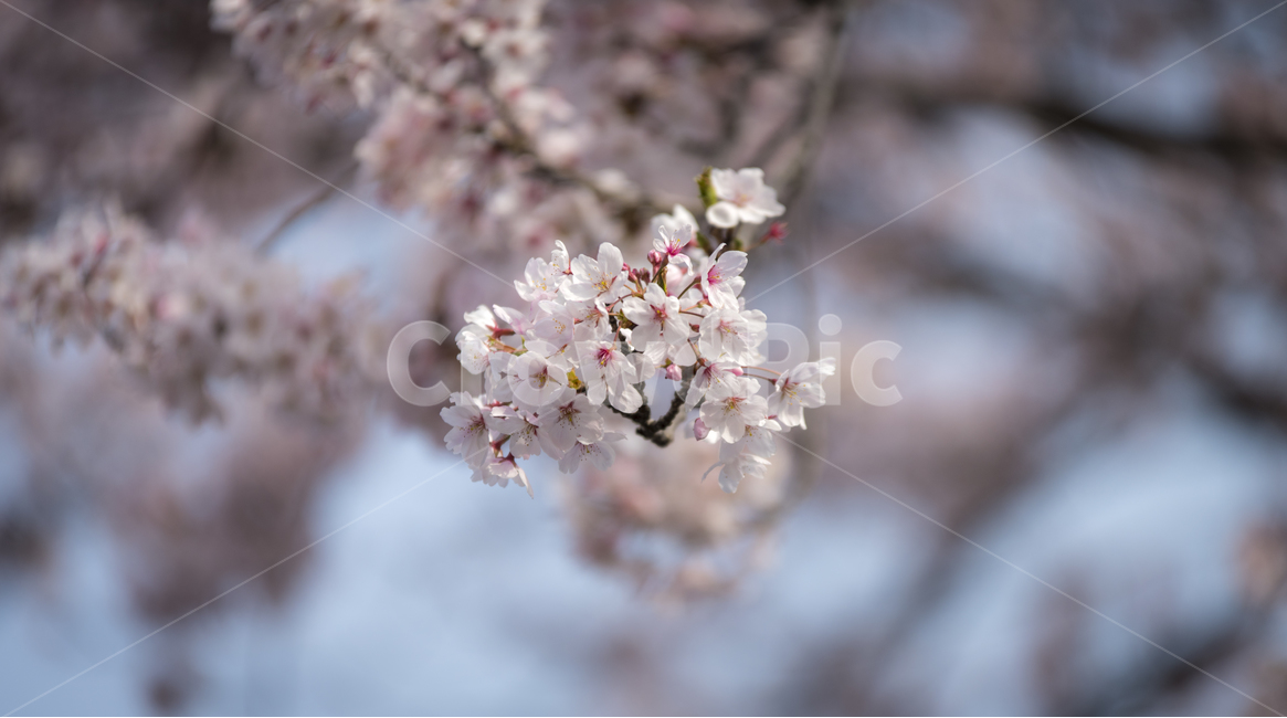 봄,봄꽃,벚꽃,벚나무,아웃포커스,꽃사진,배경흐림,여행,풍경사진,제주도,힐링,치유,자연,풍경,nature,landscape,한국자연풍경,한국자연경관,korea,jeju,봄,계절,spring,season,식물,자연,plants,nature,꽃,flower,plant,blossom