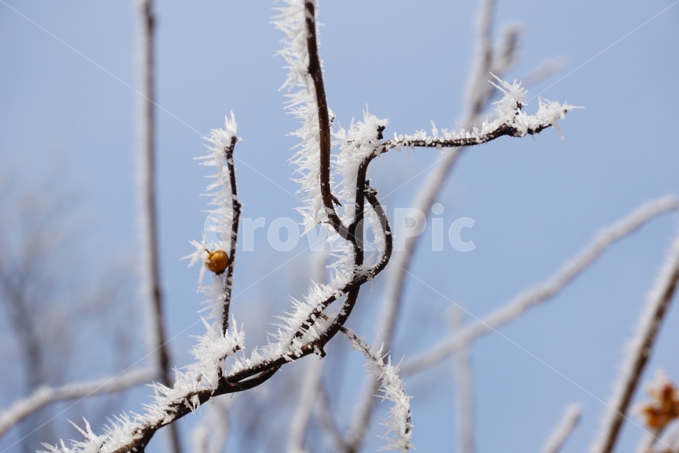 겨울,나무,시골,서리,얼음,차가움,눈,겨울,계절,winter,season,식물,자연,plants,nature