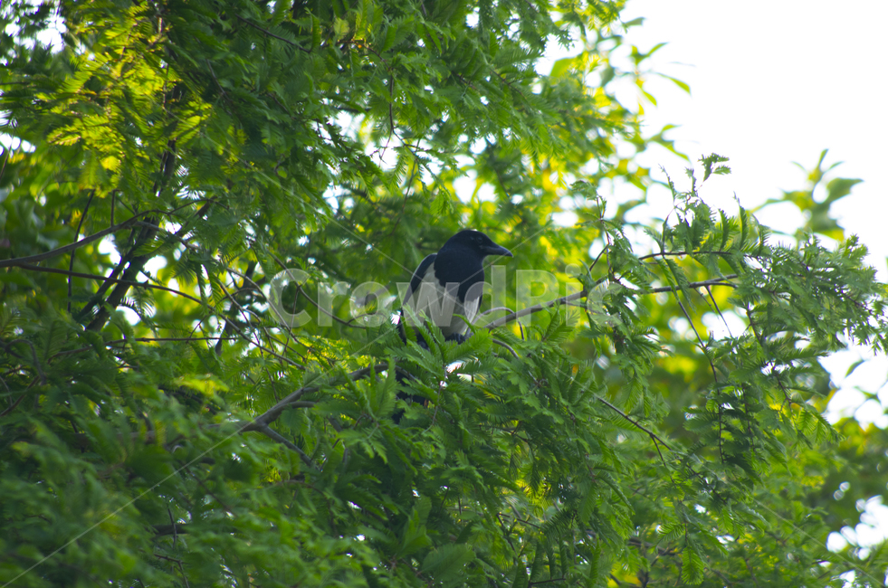 까치,나무,녹색,나뭇잎,새,scene,view,feeling,emotion,nature,landscape,season,풍경,감정,감성,자연,계절,뷰티,magpie,bird,tree,green,summer,풍경사진,감성사진,정취