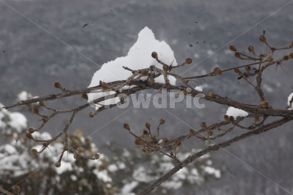 겨울,눈꽃,나무,겨울풍경,쓸쓸함,겨울,계절,winter,season,식물,자연,plants,nature