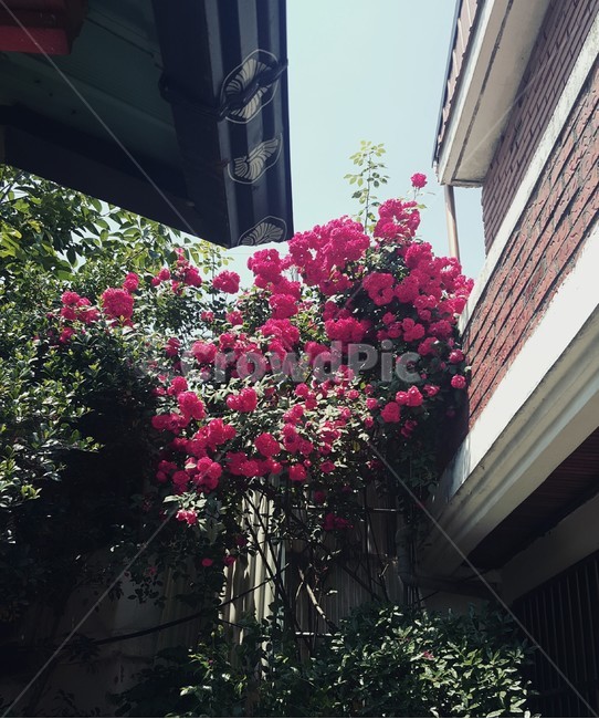 꽃,장미,기와,한국,시골,건물,flower,rose