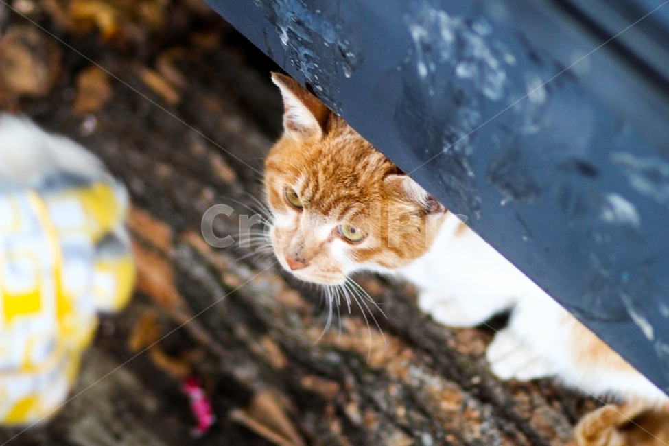 고양이,동물,cat,animal,반려묘,pet,애완동물,포유류,집고양이,반려동물,유기묘,길냥이,kitten,아기고양이,코숏,코리안숏헤어,캣대디,캣맘,햇살,아침,morning,sunshine,휴식,힐링,res,trelaxation,healing,mammal,kitty,동물,animal,포유류,mammal,고양이,cat,kitten,kitty