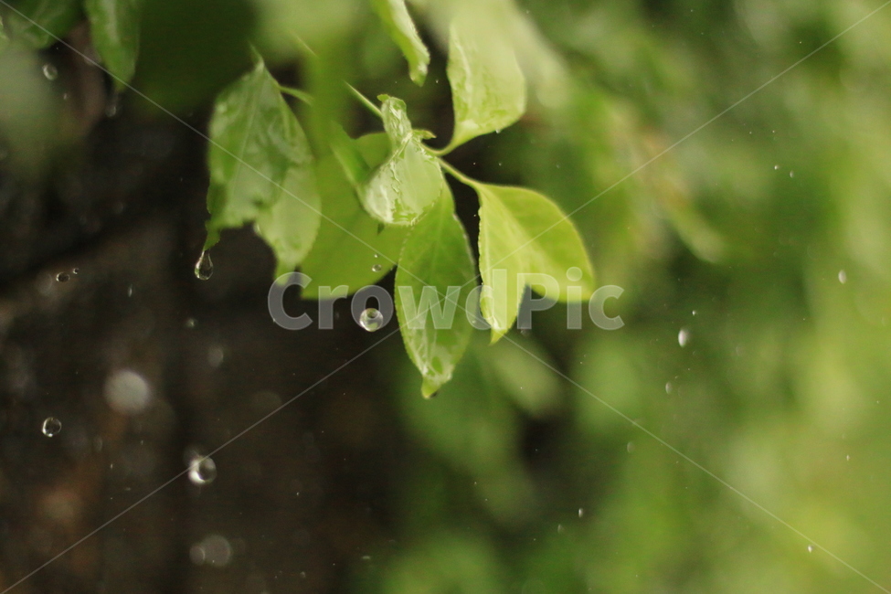 덩굴,담,비,빗방울,잎,잎사귀,열매,길,담쟁이덩굴,boston,rian,raindrop,leaf,street,식물,자연,plants,nature
