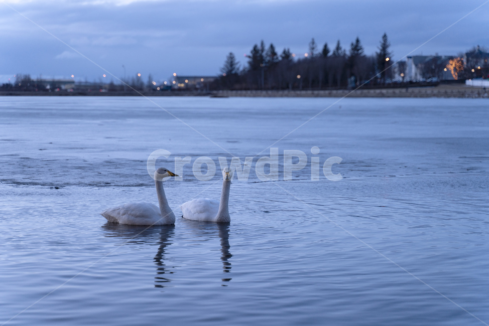 animal,동물,bird,새,백조,오리,duck,lake,호수,동물,animal,조류,새,birds