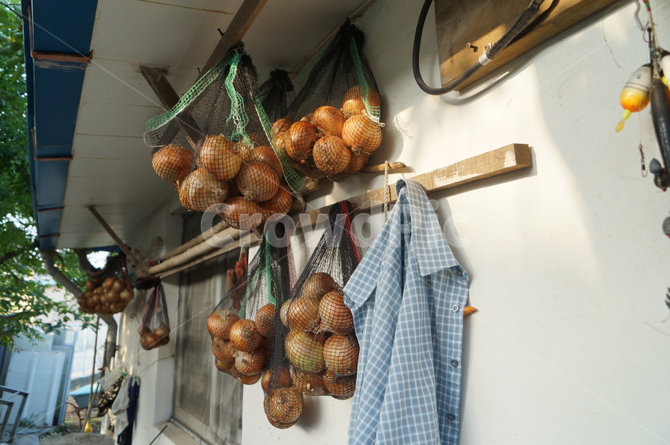 양파,시골,마당,할아버지,한국,korea,local,village,countryside,onions,시골,마을,풍경,landscape,country,rural,town
