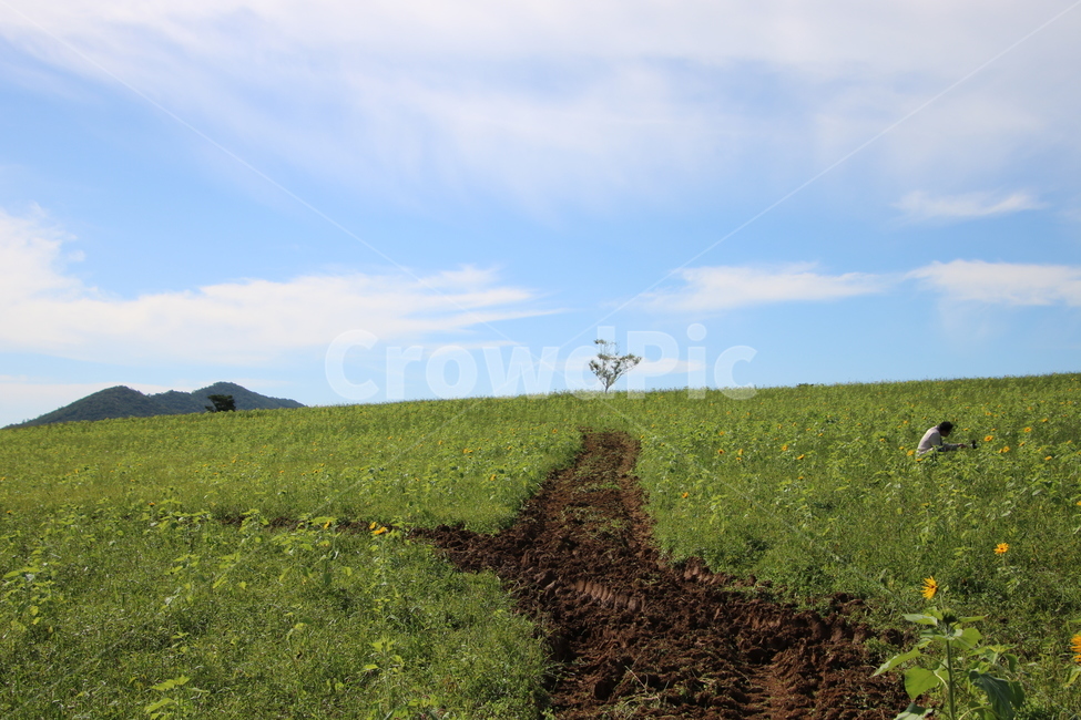 들,목초지,농장,농촌,나무,자연,outdoors,하늘,자연,풍경,nature,landscape,field,옥외,grassland,farm,rural