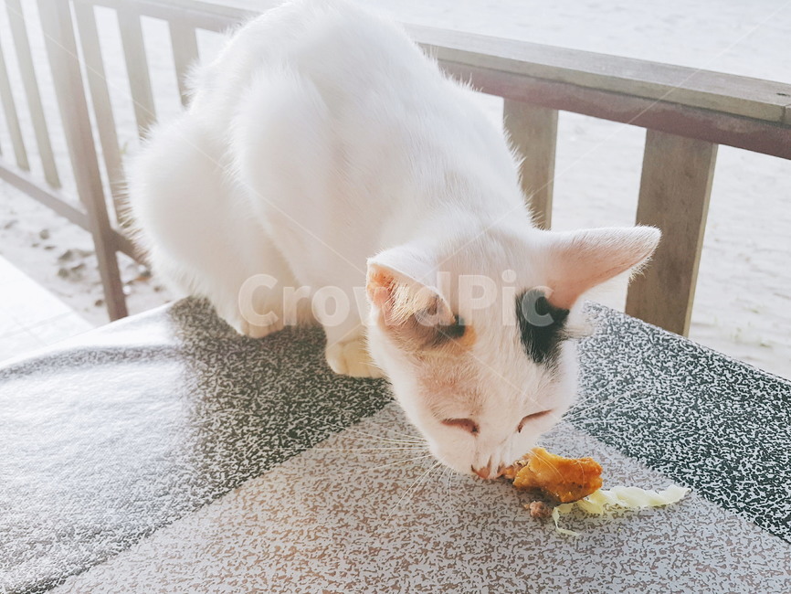 고양이,식사,먹이,굶주림,동물,cat,feeding,피딩,배고픔,눈웃음,동물,animal,포유류,mammal,고양이,cat,kitten,kitty