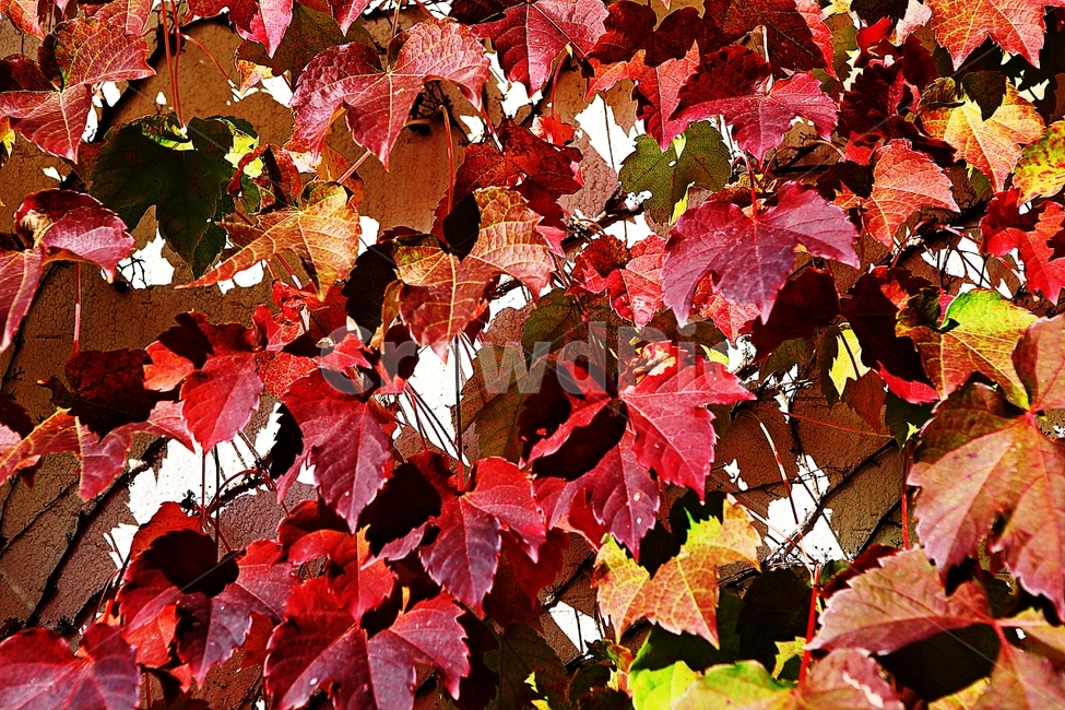 단풍,낙엽,잎,나무잎,가을,식물,자연,계절,색상,색감,칼라,가을,계절,fall,autumn,season,식물,자연,plants,nature,leaf,plant,tree,나무,maple