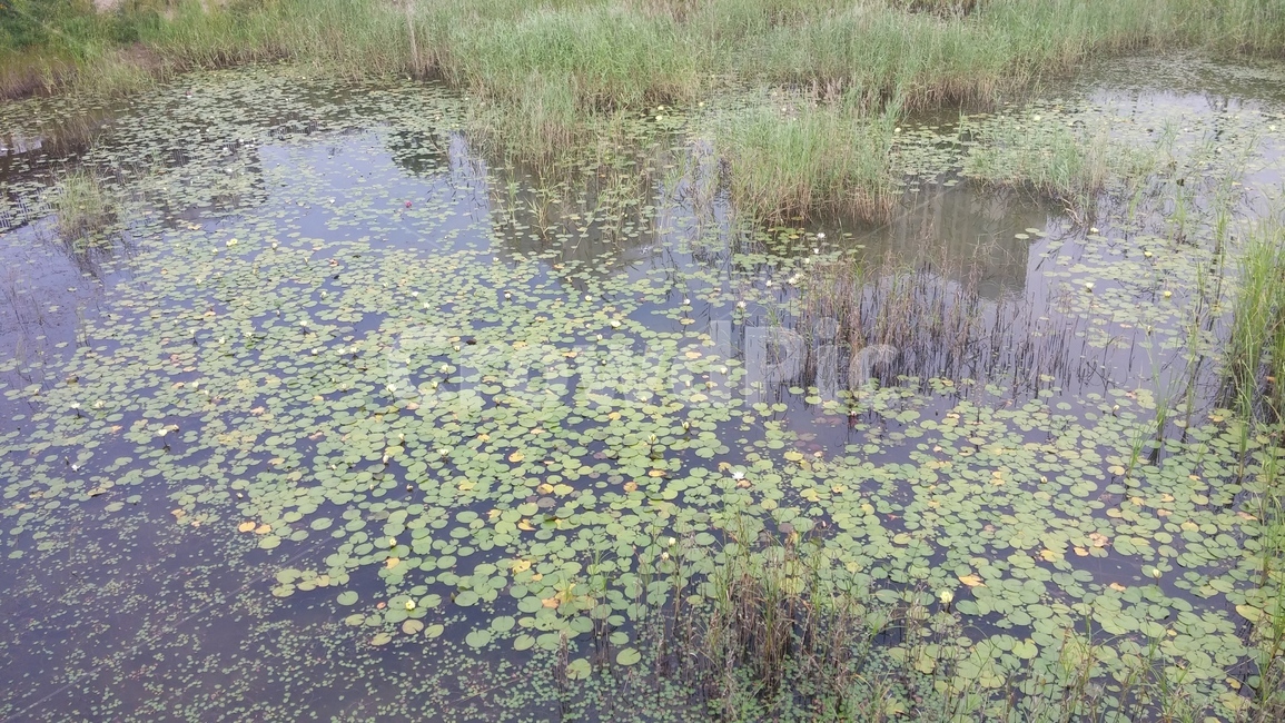 nature,자연,outdoors,옥외,land,swamp,습지,marsh,물,water,땅,늪,bog