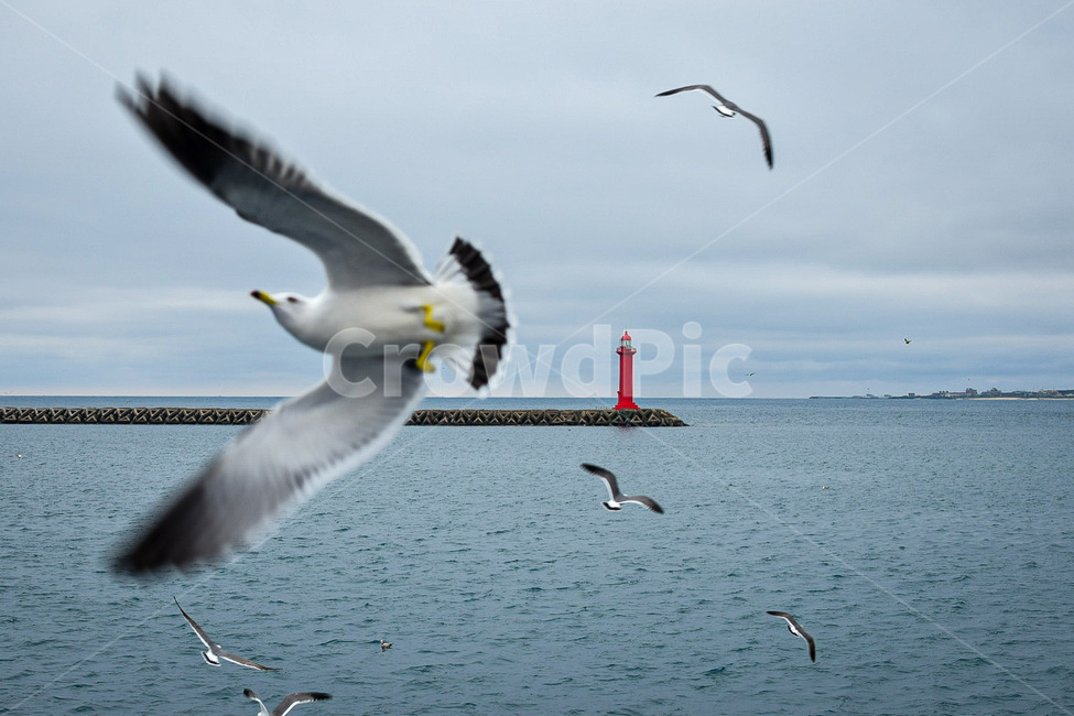 탑,동물,새,등대,tower,바다,등대,lighthouse,동물,animal,조류,새,birds
