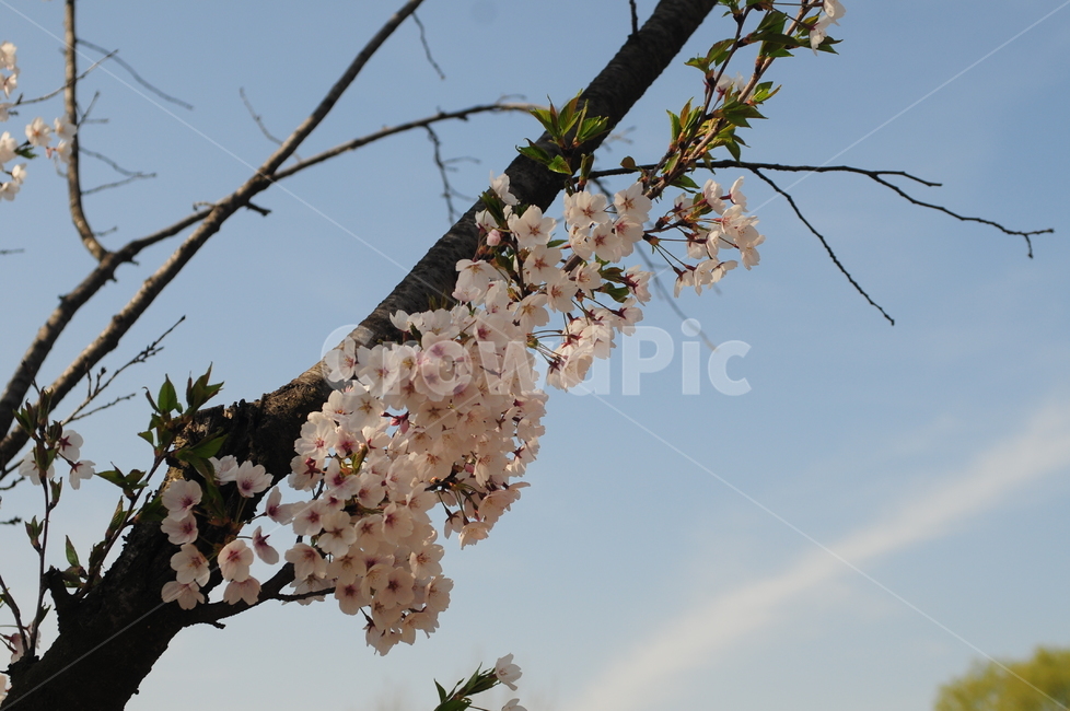 꽃,벚꽃,봄,flower,벚꽃잎,식물