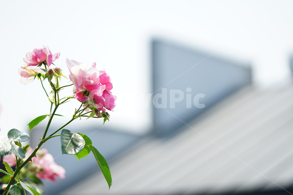 꽃,플라워,분홍,계절,자연,풍경,식물,접사,감성,flower,pink,핑크,색감,컬러,느낌,감성사진,식물,자연,plants,nature,꽃,flower