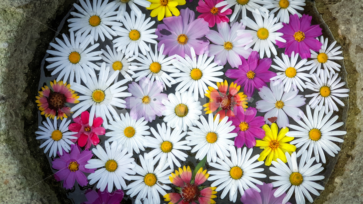 꽃,국화,가을,flower,blossom,꽃,flower