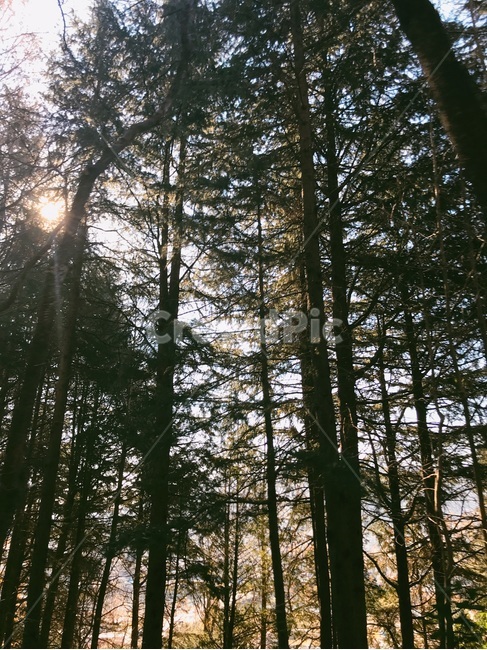 숲,빛,그림자,소나무,감성,따뜻함,햇살,풍경,휴식,자연,풍경,nature,landscape,flare,플레어,light,tree,나무,plant,식물