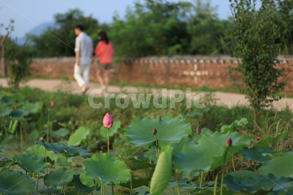 고향,연꽃,데이트,핑크,연인,산책,친환경,양수리,두물머리,식물,자연,plants,nature,꽃,flower