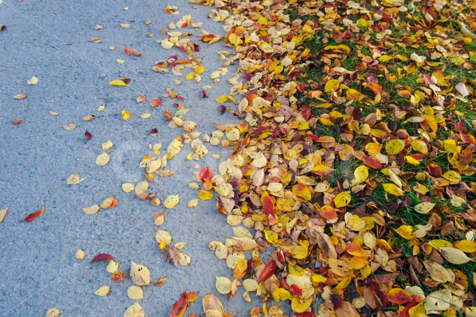 가을,가평,여행,낙엽,풍경,나무,가을,계절,fall,autumn,season,식물,자연,plants,nature,paper,종이,plant,leaf,잎,confetti,색종이 조각