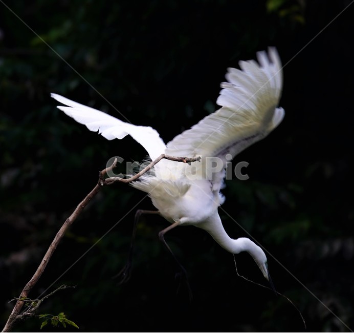 중백로,백로,새,정원,birds,동물,animal,조류,새,birds
