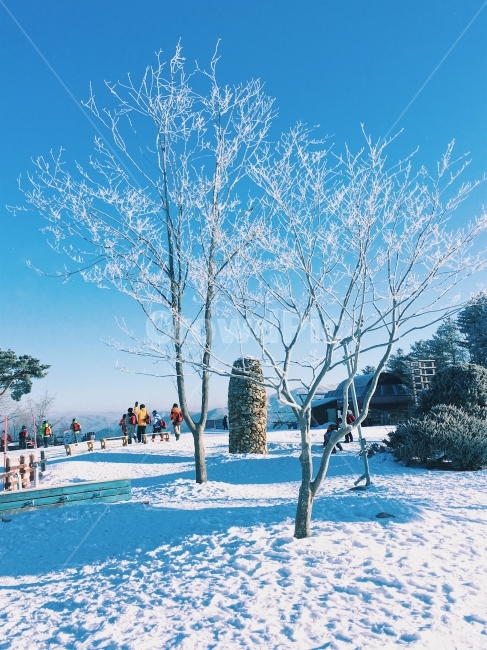 강원도,눈꽃,눈밭,눈,하늘,겨울,계절,winter,season,자연,풍경,nature,landscape,한국자연풍경,한국자연경관,korea nature landscape,human,인간,person,사람,outdoors,옥외,snow