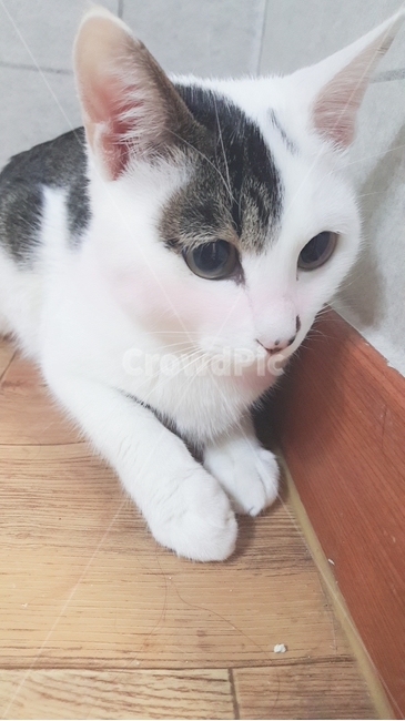 고양이,우리집냥이,부끄러운표정,코숏,수컷냥이,귀여움,동물,animal,포유류,mammal,고양이,cat,kitten,kitty