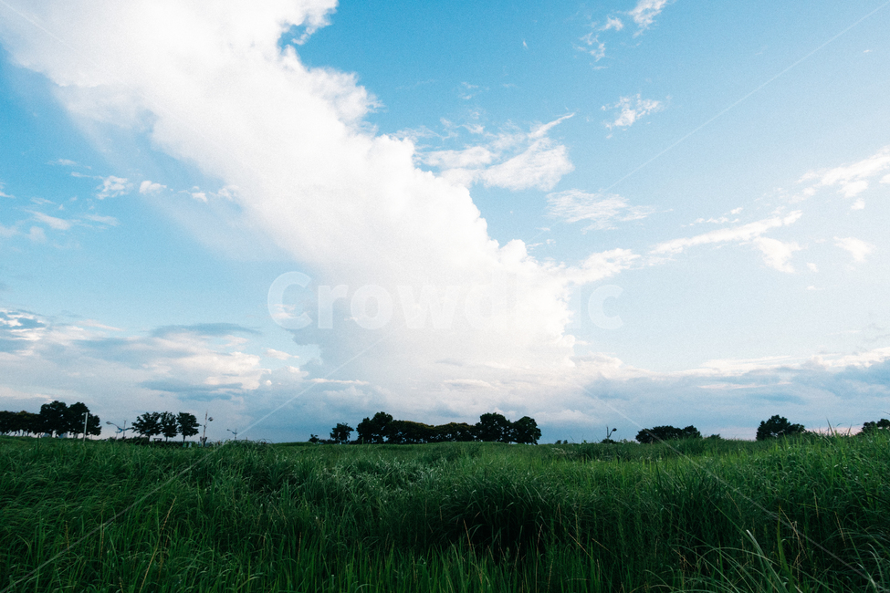 구름,하늘,파랑,새집,새둥지,풍경,하늘공원,자연,풍경,nature,landscape,grassland,목초지,field,들,outdoors,옥외,grass,잔디,plant,식물