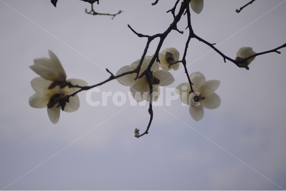 자연,nature,봄,꽃,봄꽃,흰색,접사,근접촬영,목련,봄,계절,spring,season,식물,자연,plants,nature,꽃,flower