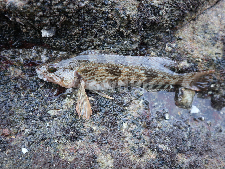 놀래미,물고기,생선,새끼,낚시,fish,fishing