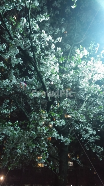 꽃,자연,밤,아름다운,추억,봄,계절,spring,season,야경,밤,풍경,nightscape,night,landscape,vegetation,초목,plant,식물,woodland,삼림지,forest,숲,outdoors,옥외,land,땅,nature,tree,나무,bush,부시,grove,작은 숲