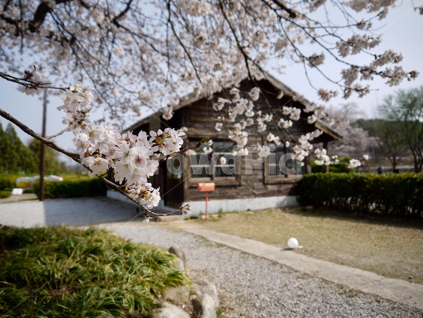 봄,봄꽃,벚꽂,cherryblossom,spring,서도역,미스터션샤인,남원,기차역