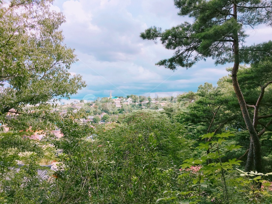 서울,부암동,숲,나무,자연,자연,풍경,nature,landscape,plant,식물