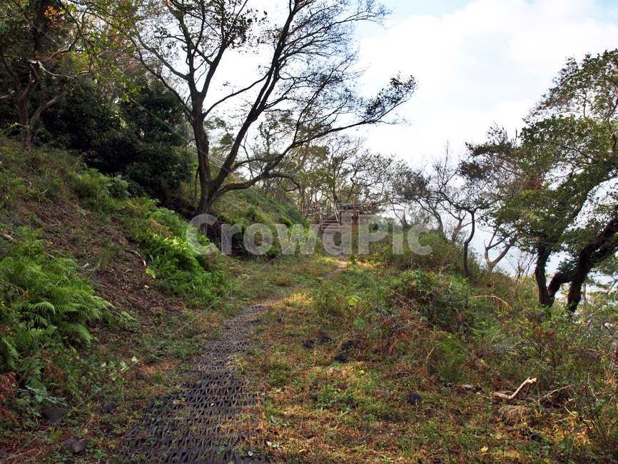 진모루동산,올레9코스,올레,서귀포시,제주,자연,안덕면,올레길,자연,풍경,nature,landscape,tree,나무,plant,식물,ground,바닥,tree trunk,나무 줄기